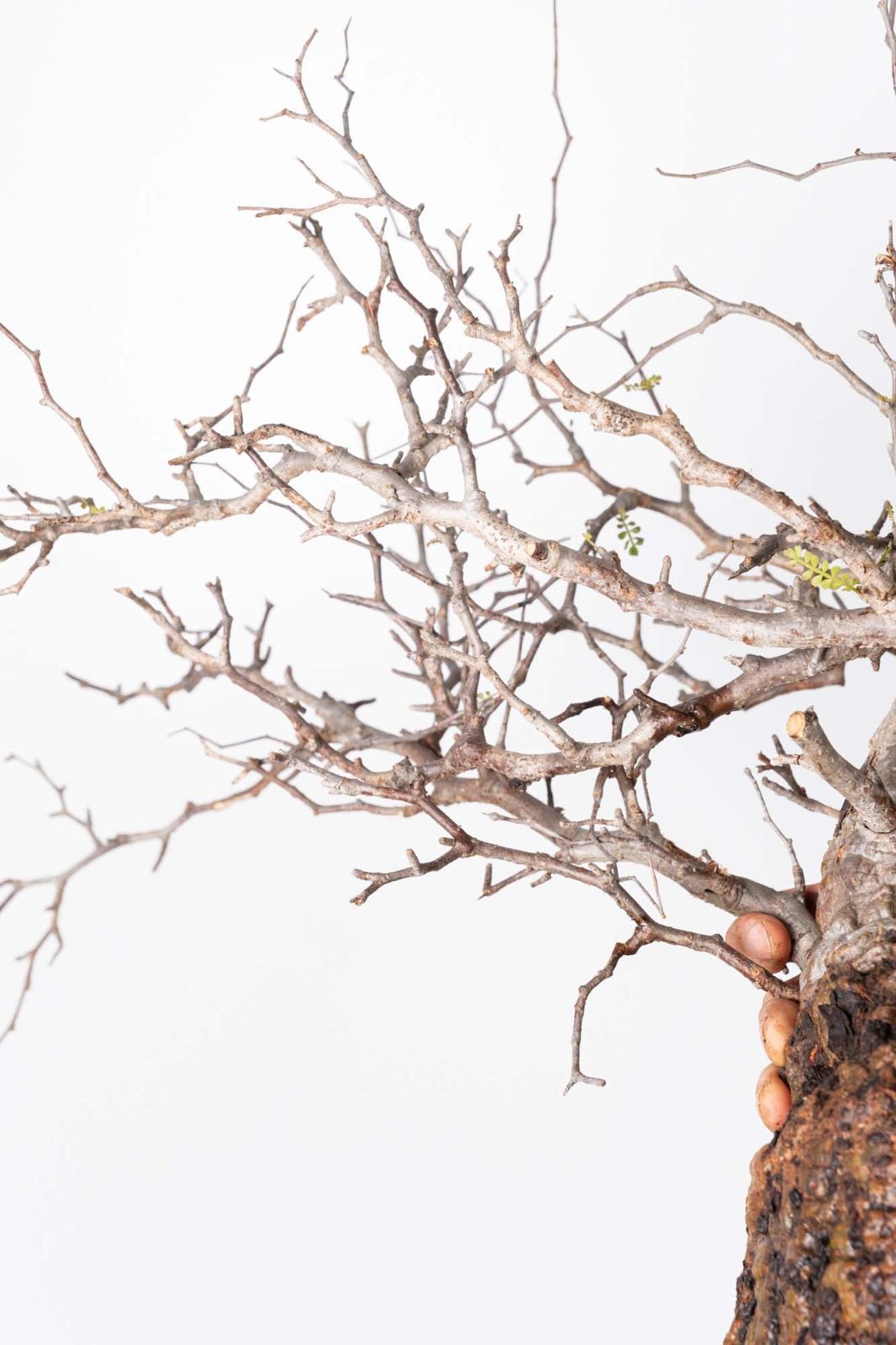 PP120 オペルクリカリア パキプス コーデックス ベアルート株 - メルカリ