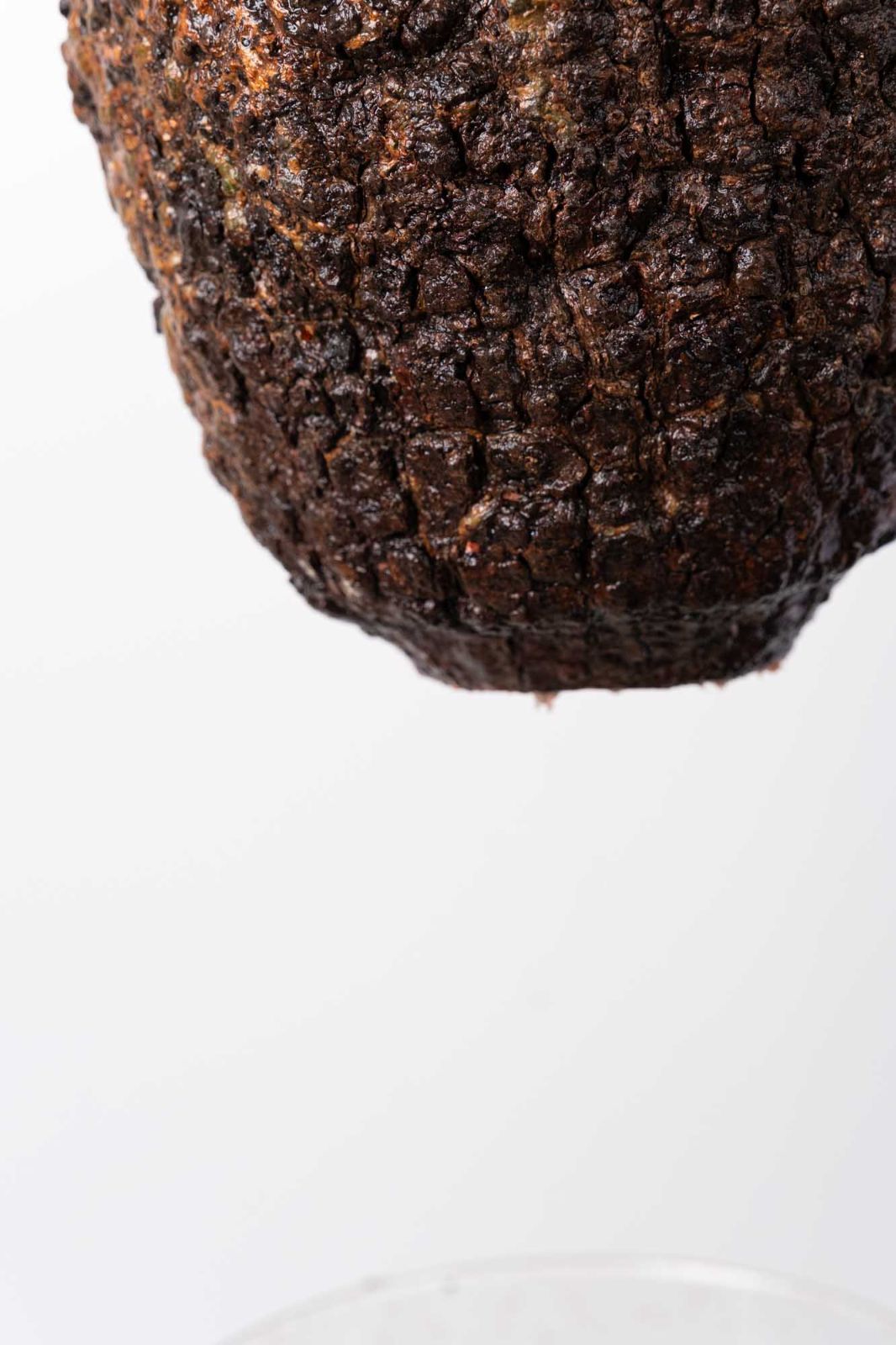 PP120 オペルクリカリア パキプス コーデックス ベアルート株 - メルカリ