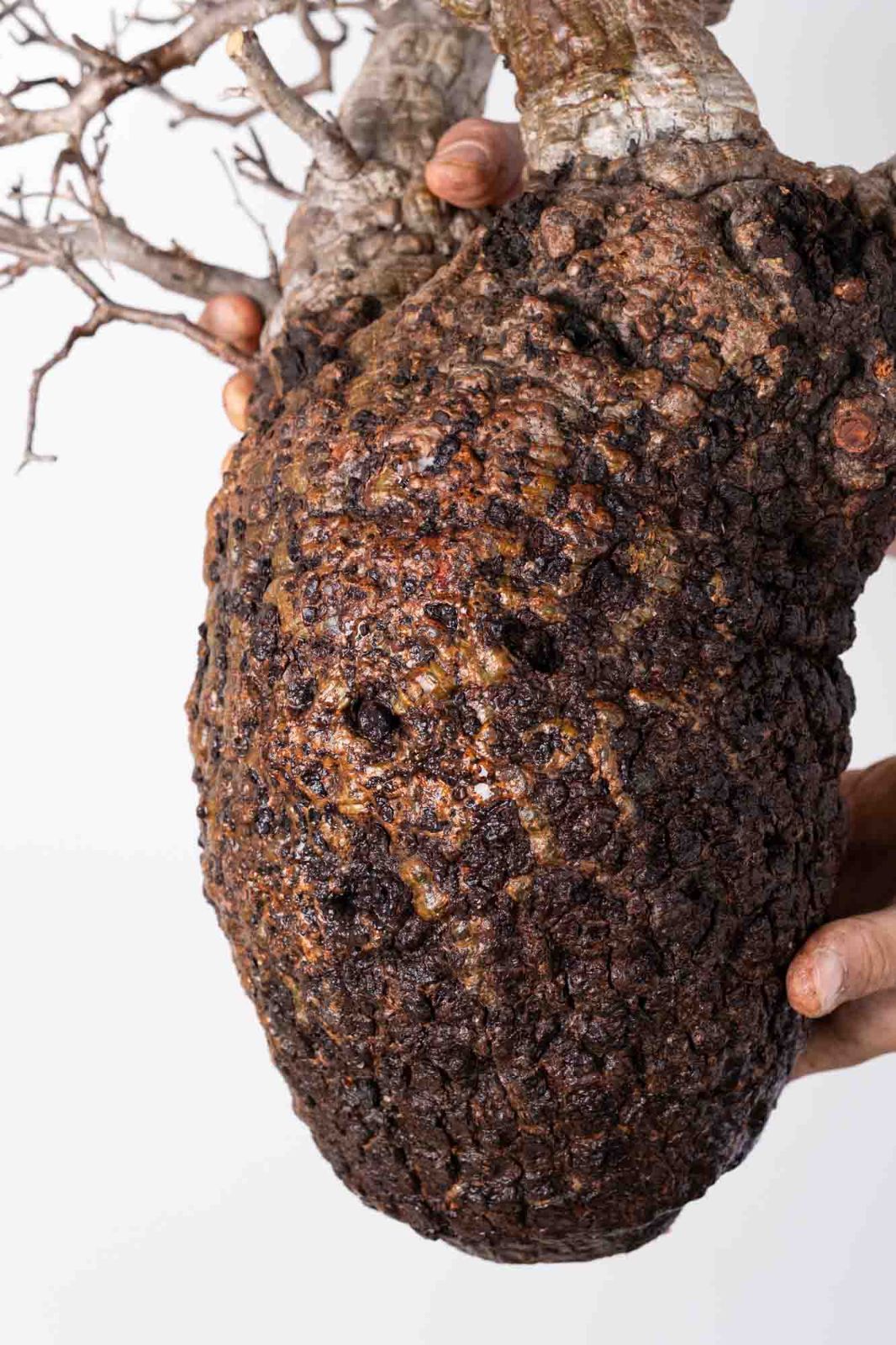 PP120 オペルクリカリア パキプス コーデックス ベアルート株 - メルカリ