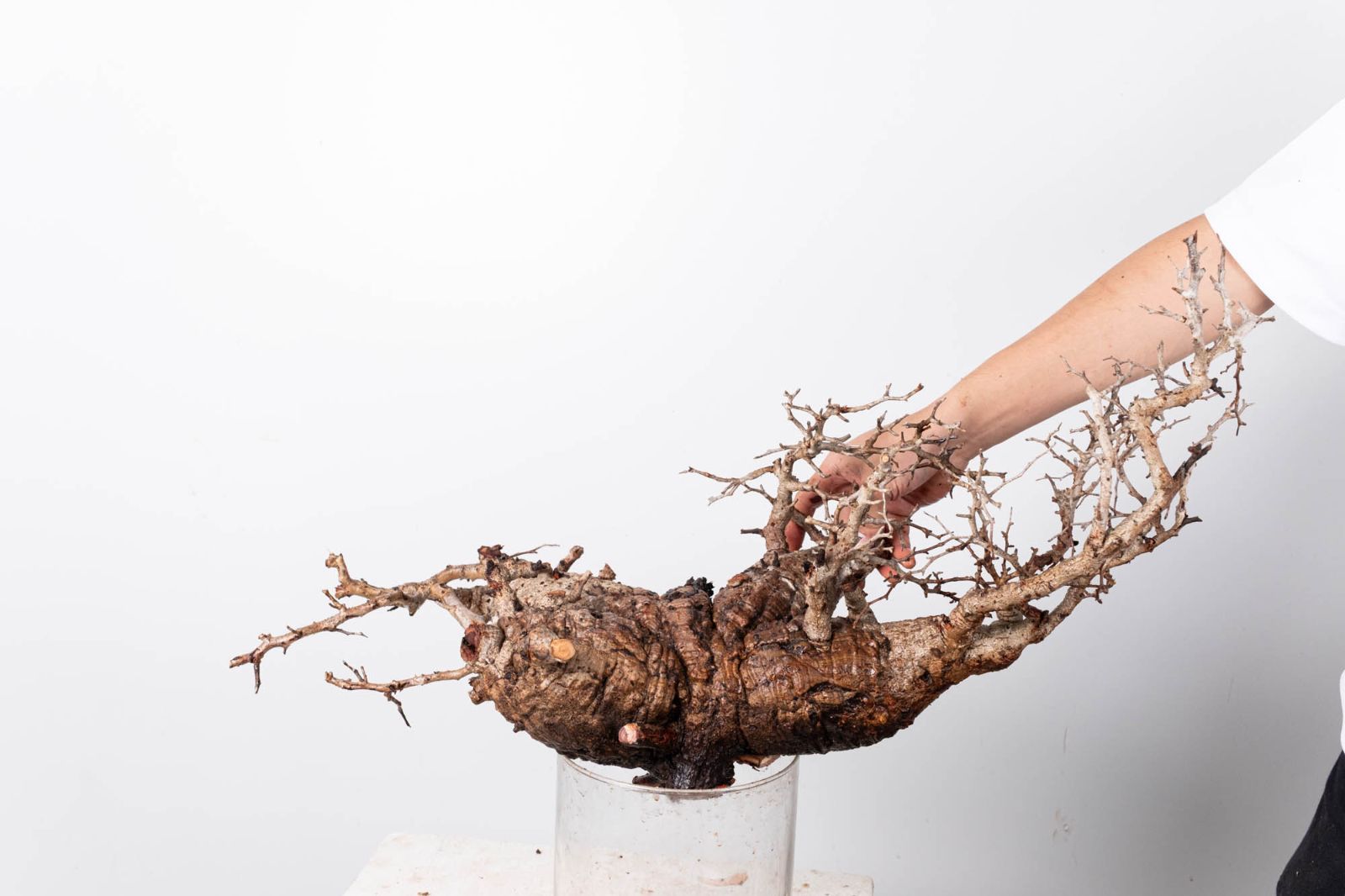 PP 121 オペルクリカリア パキプス コーデックス ベアルート株