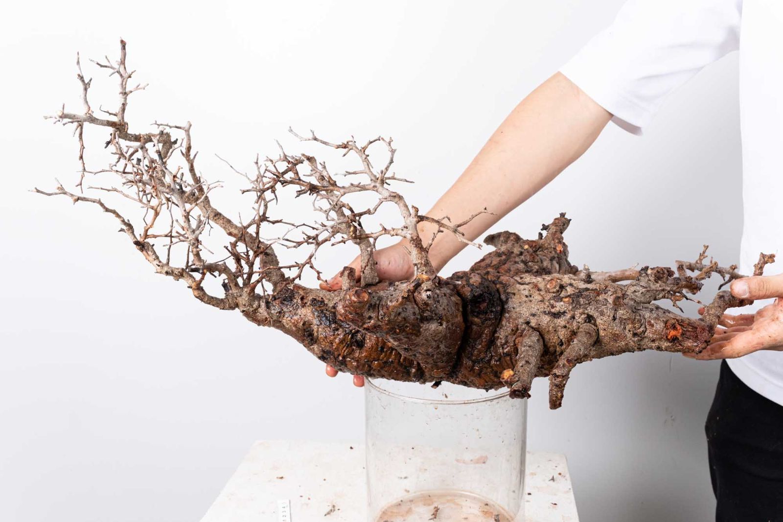 PP 121 オペルクリカリア パキプス コーデックス ベアルート株