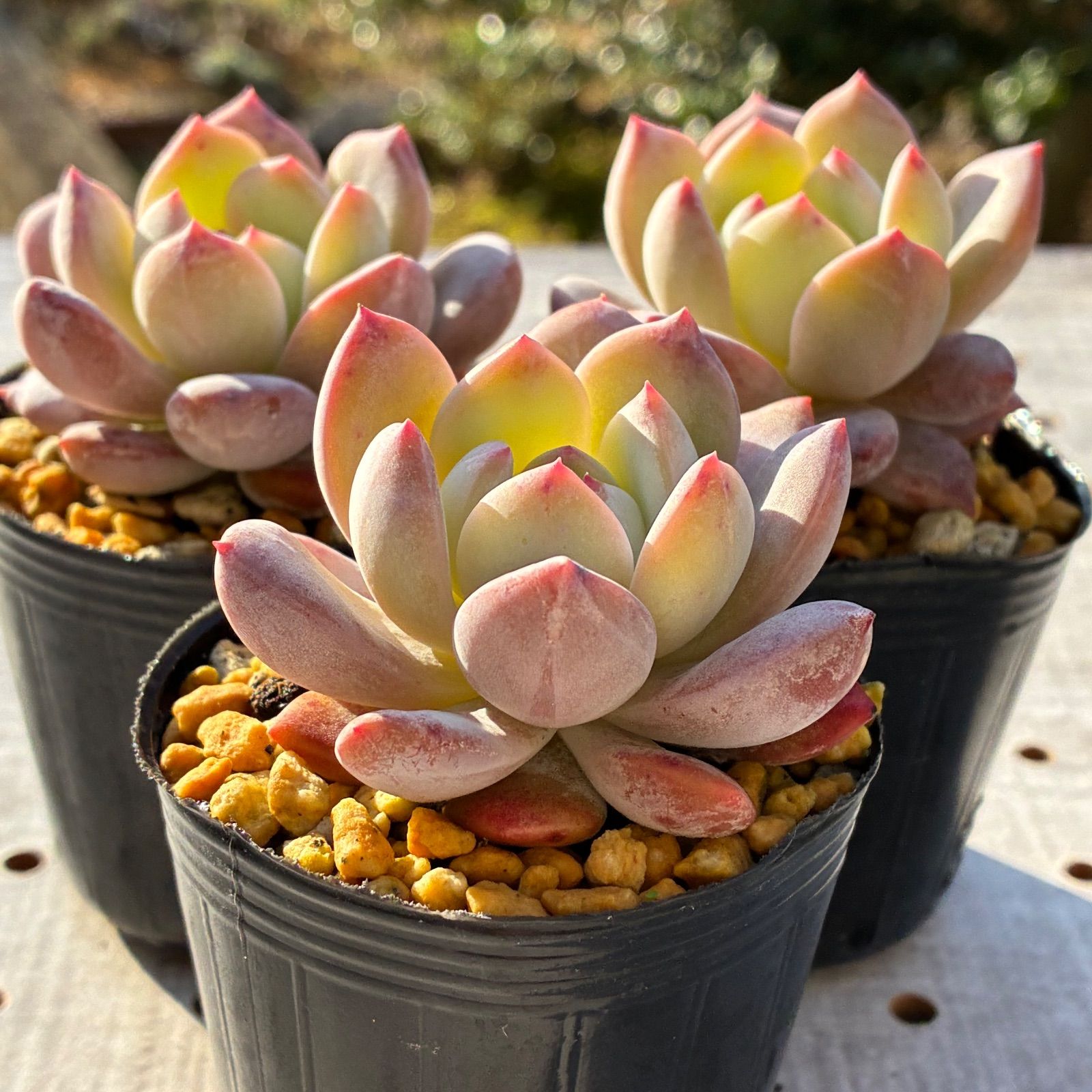 オレンジモンロー 多肉植物 エケベリア 1苗 - メルカリ