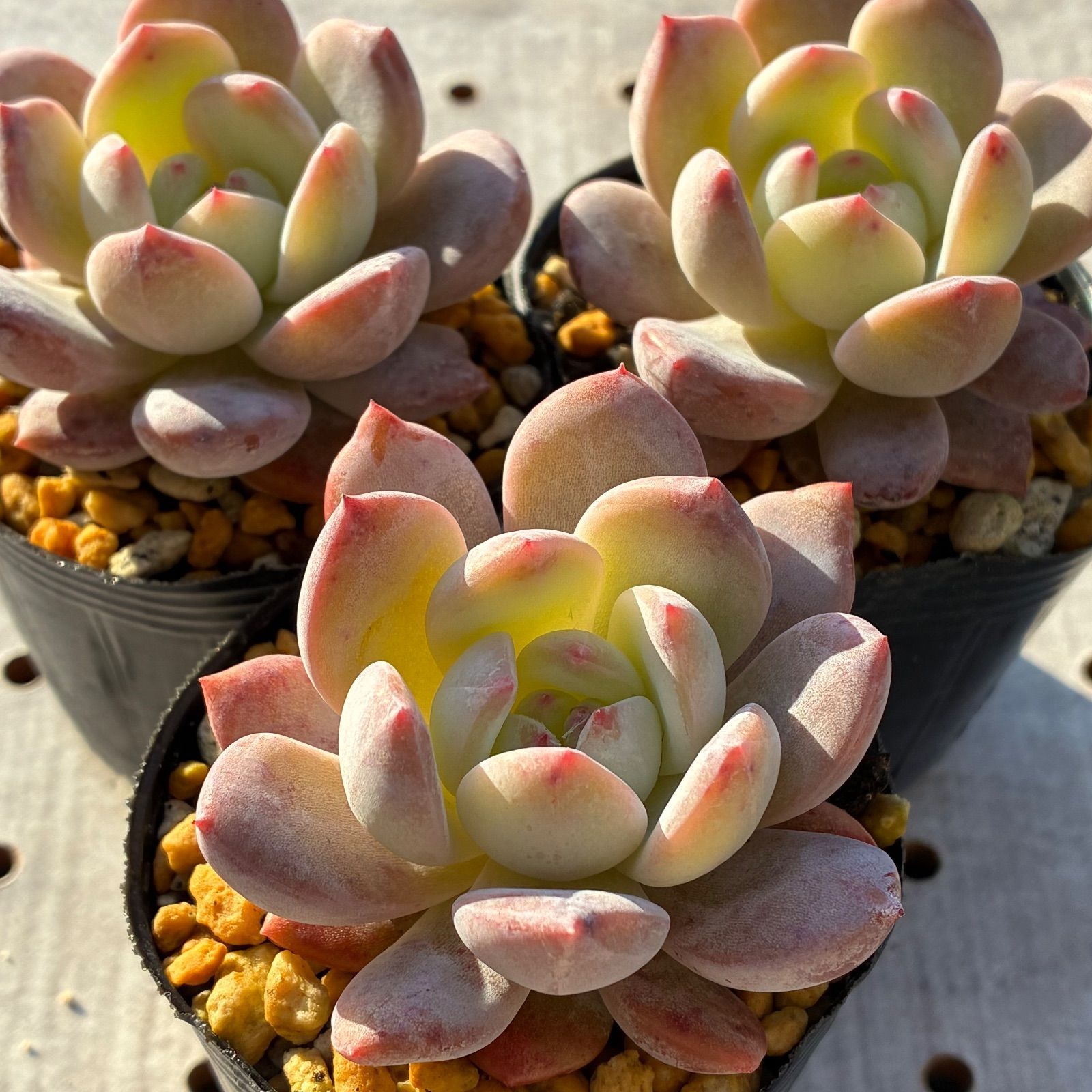 オレンジモンロー 多肉植物 エケベリア 1苗 - メルカリ