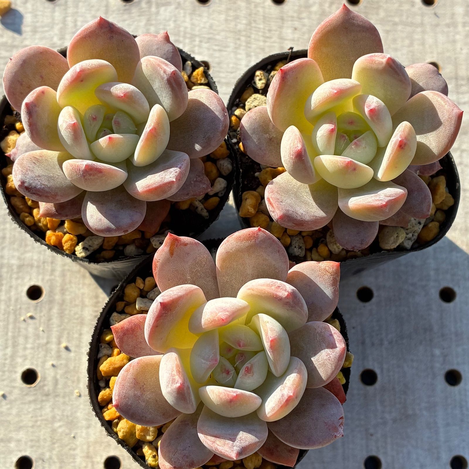 オレンジモンロー 多肉植物 エケベリア 1苗 - メルカリ