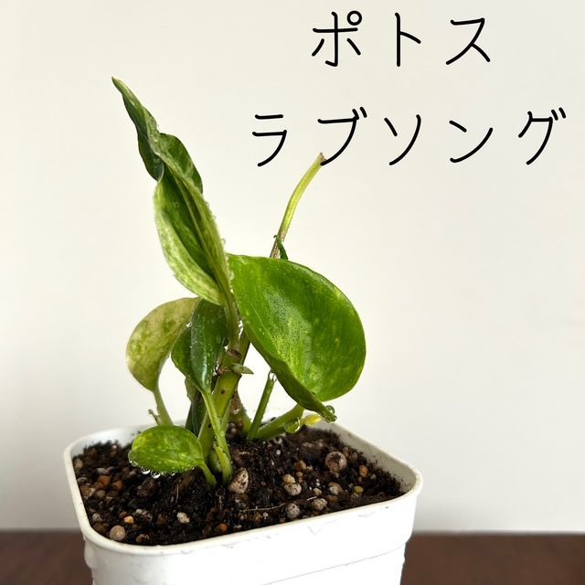 ポトス/テルノ ラブソング】希少 レア ハンギング インテリアプランツ
