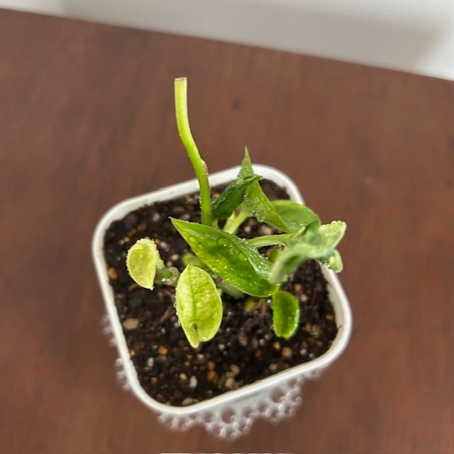 ポトス/テルノ ラブソング】希少 レア ハンギング インテリアプランツ