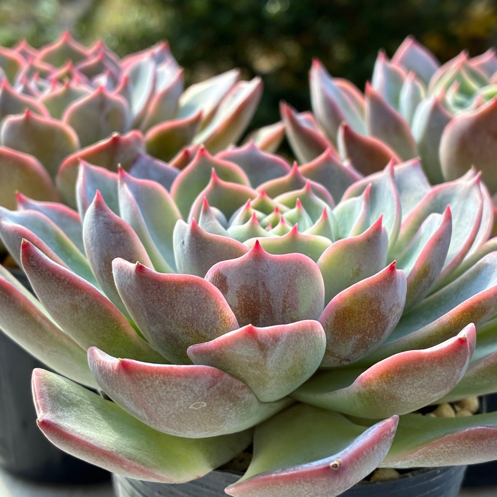 ピンクリップスティック大苗 多肉植物 エケベリア 韓国苗 1苗 - メルカリ