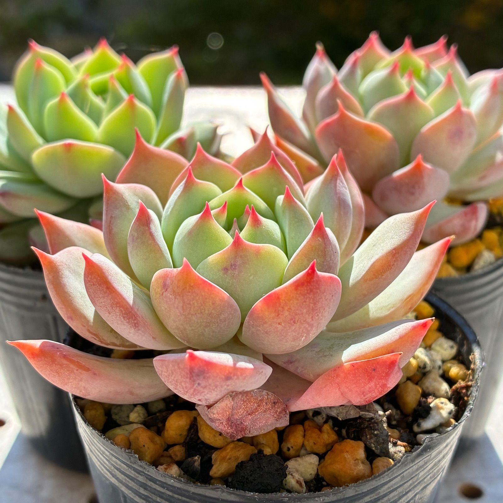 プリズム 多肉植物 エケベリア 1苗 - メルカリ