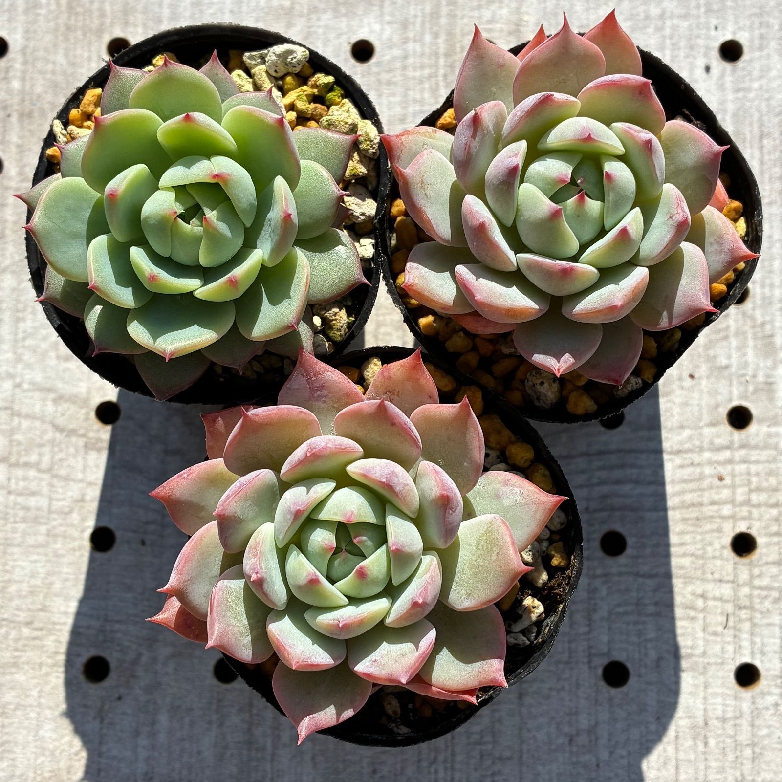 専用です　　GWセール　多肉植物　プリズム　韓国苗 専用です GWセール 多肉植物 プリズム 韓国苗 専用です GWセール 多肉