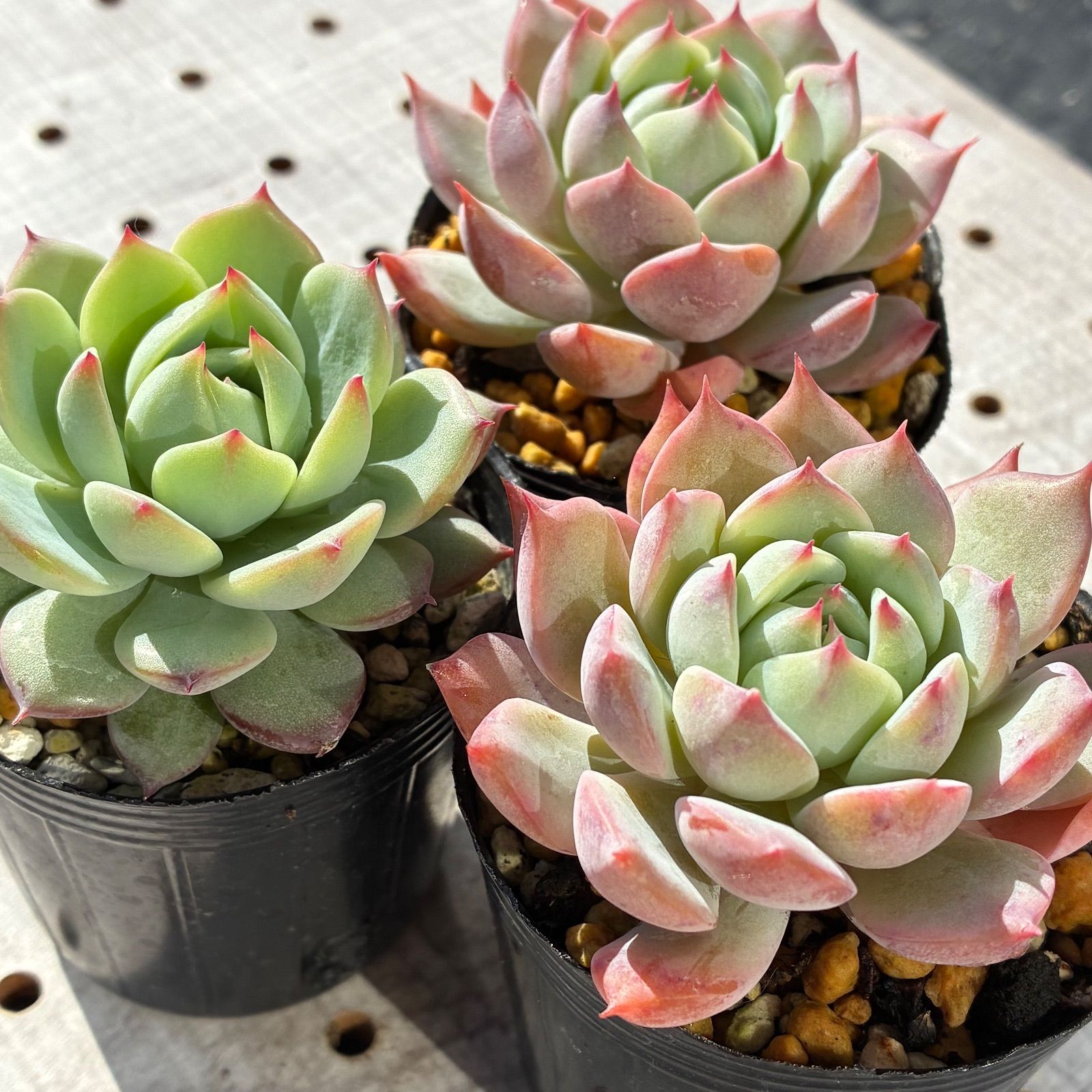 プリズム 多肉植物 エケベリア 1苗 - メルカリ