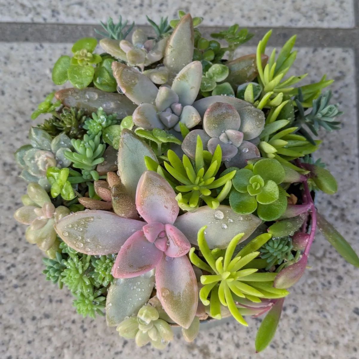 多肉植物 カット苗 紅葉ちび苗寄せ植えセット 6 8.5センチ缶 - メルカリ