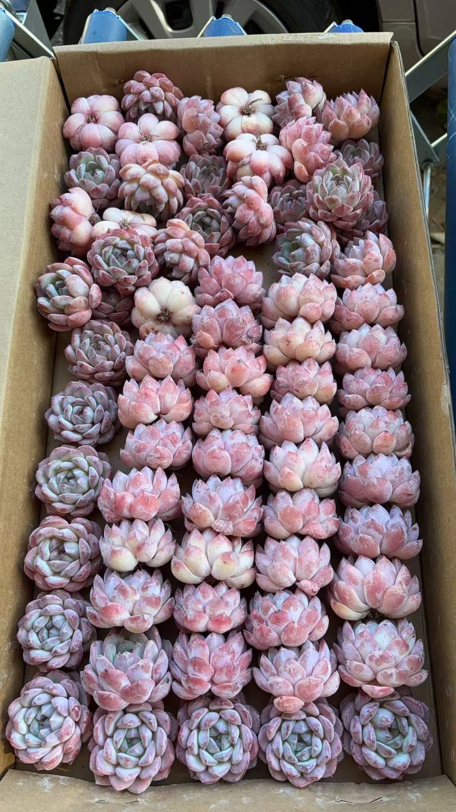 お*ん様 イチゴミルクW147×70鉢 抜き苗 多肉植物 アエオニウム エケベリ