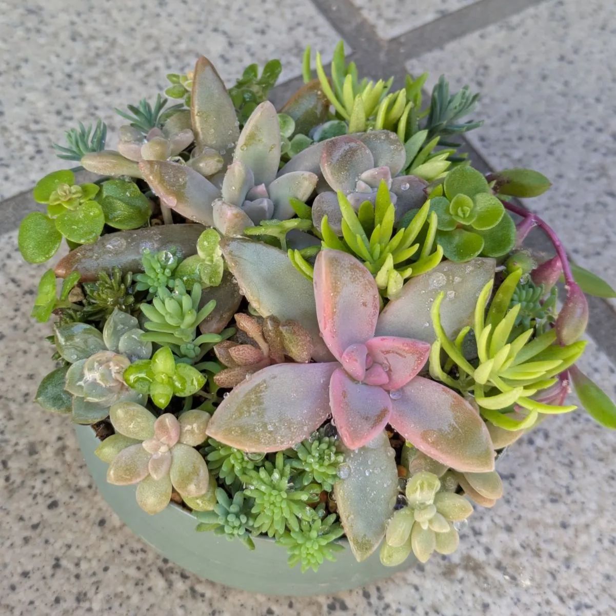 多肉植物 カット苗 紅葉ちび苗寄せ植えセット 6 8.5センチ缶 - メルカリ