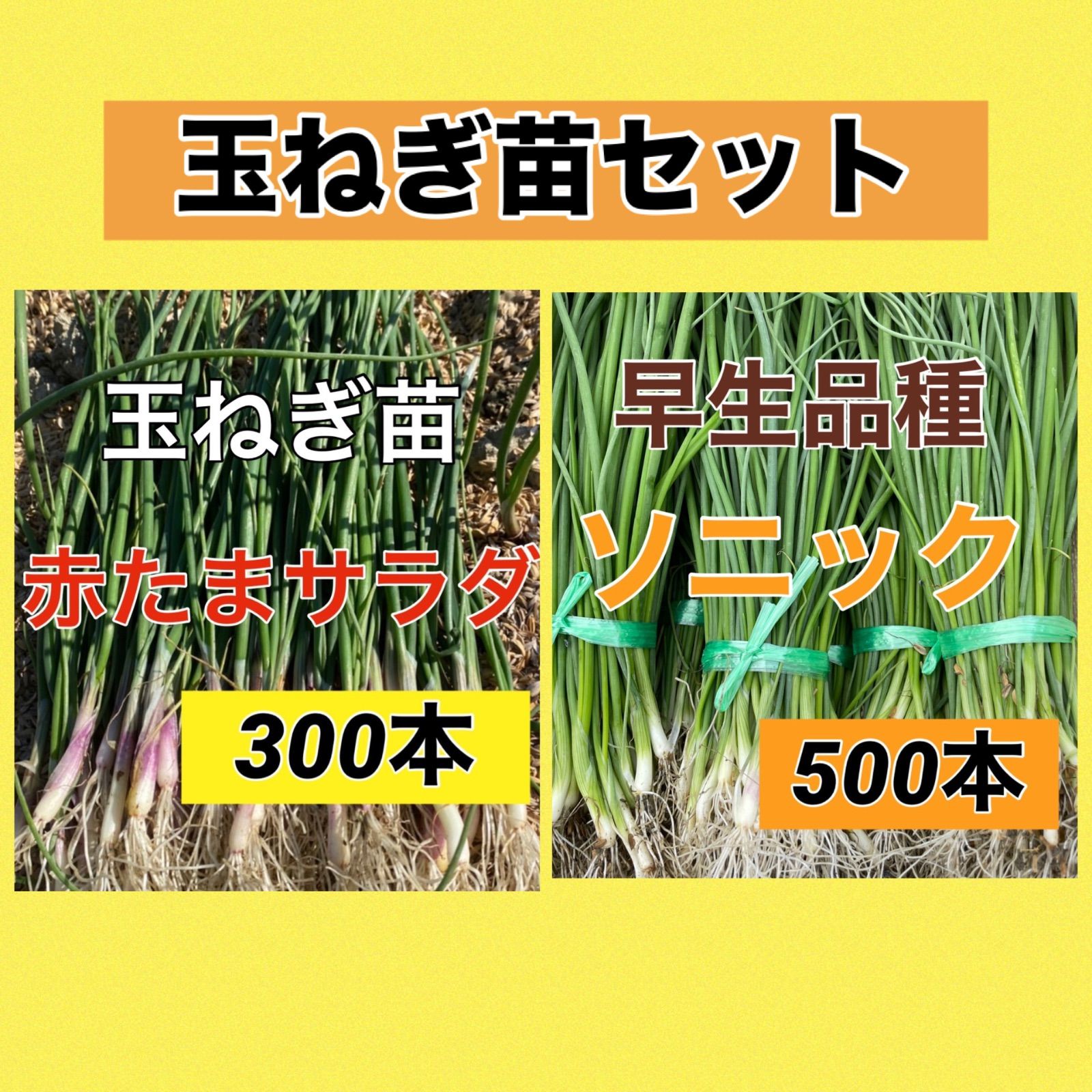 玉ねぎ苗セット‼️ソニック500本➕赤玉ねぎ300本 - メルカリ
