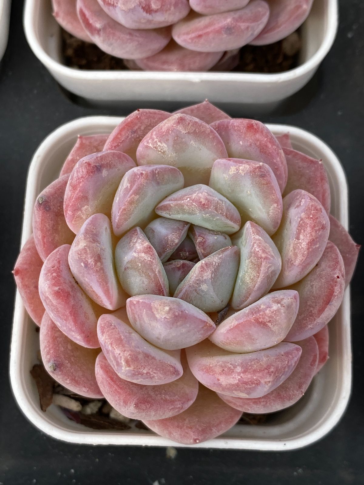 18株の抜き苗セット】イチゴアイス錦 多肉植物 佐川急便発送