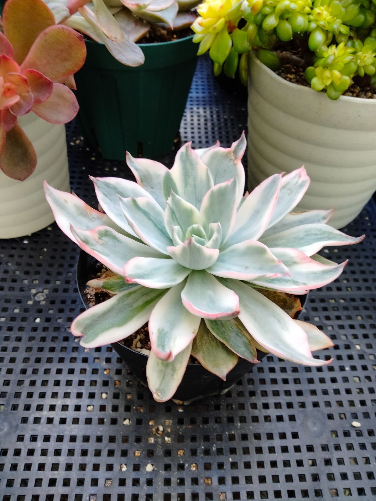 お纏め　多肉植物　アミスター錦　抜き苗 多肉植物 アミスター錦 抜き苗 - メルカリ