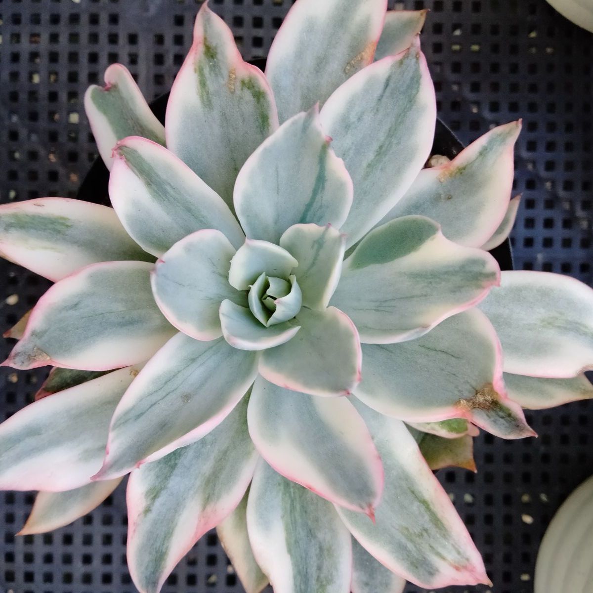 お纏め　多肉植物　アミスター錦　抜き苗 多肉植物 アミスター錦 抜き苗 - メルカリ