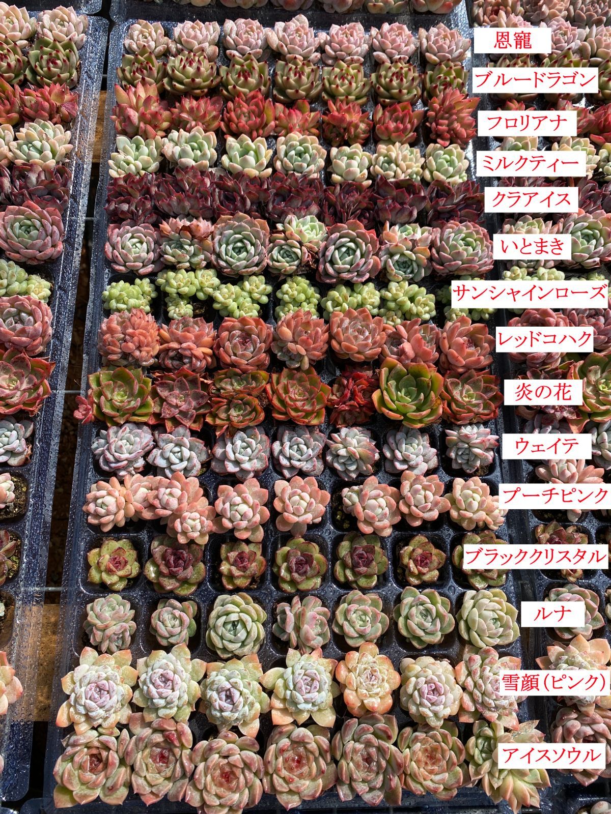 15種類の土と根付き105苗セット 多肉植物の大満足パック 佐川急便で発送 エケベリア 韓国苗 NT 26