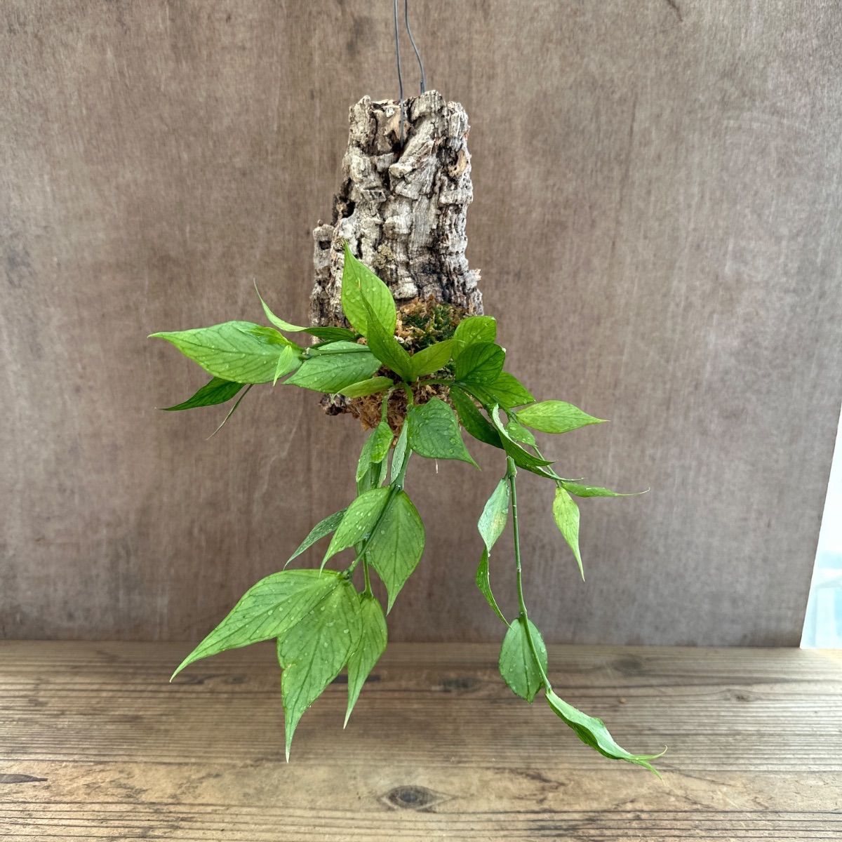 りょうちん様専用 NITRO OPTISYM Drink sexy149