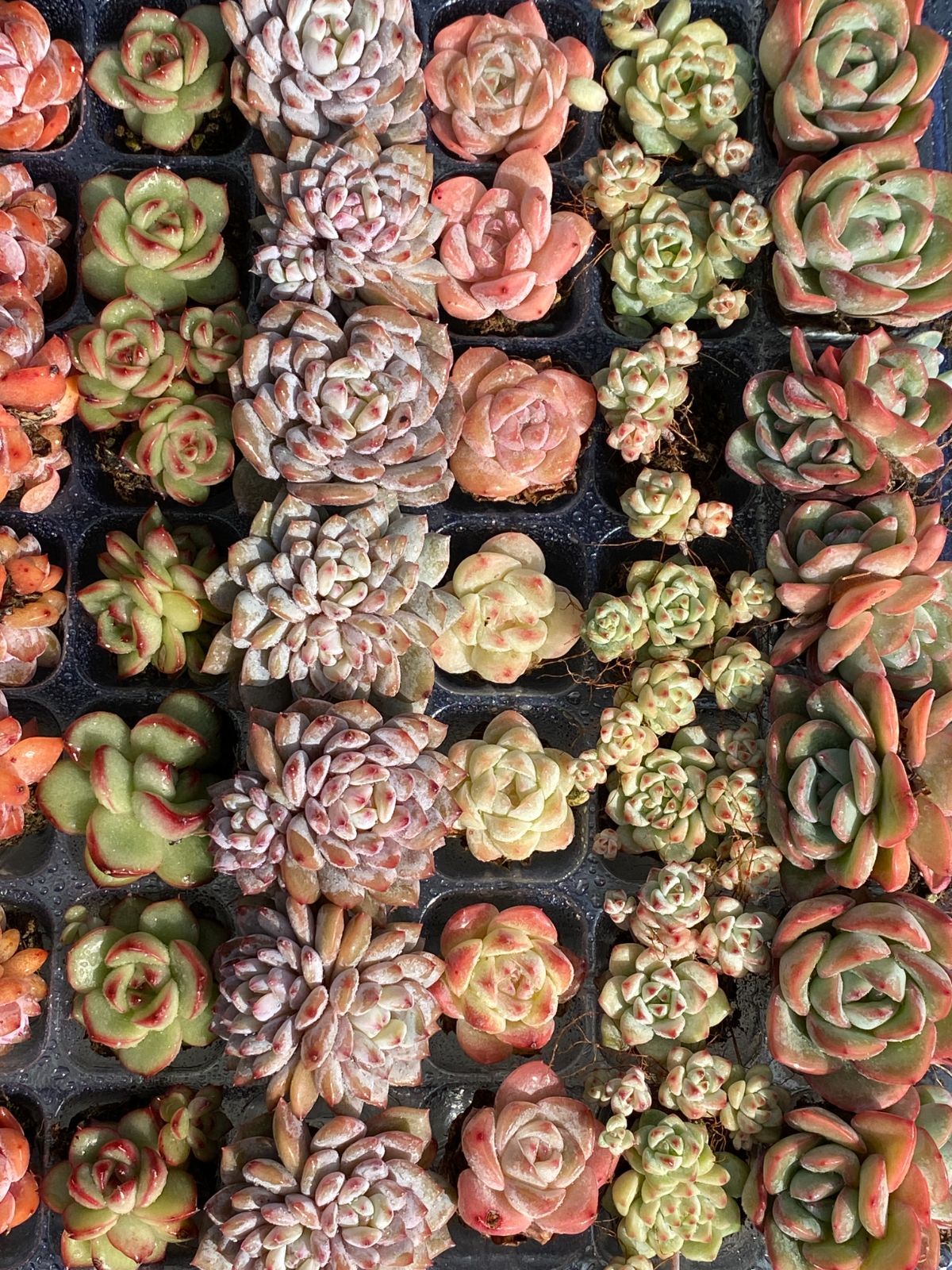 K*Z様 R19　15種類の土と根付き105苗セット　多肉　エケベリア　韓国苗 K*Z様 R19 15種類の土と根付き105苗セット 多肉 エケベリア 韓国苗