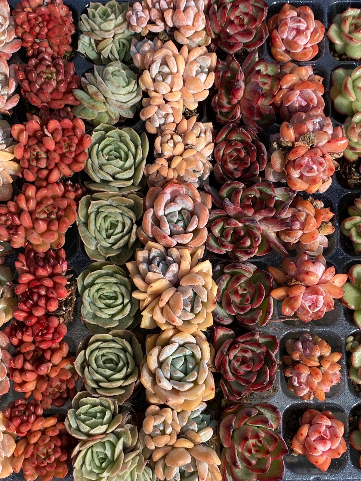 15種類の土と根付き105苗セット】多肉植物の大満足パック！佐川急便で