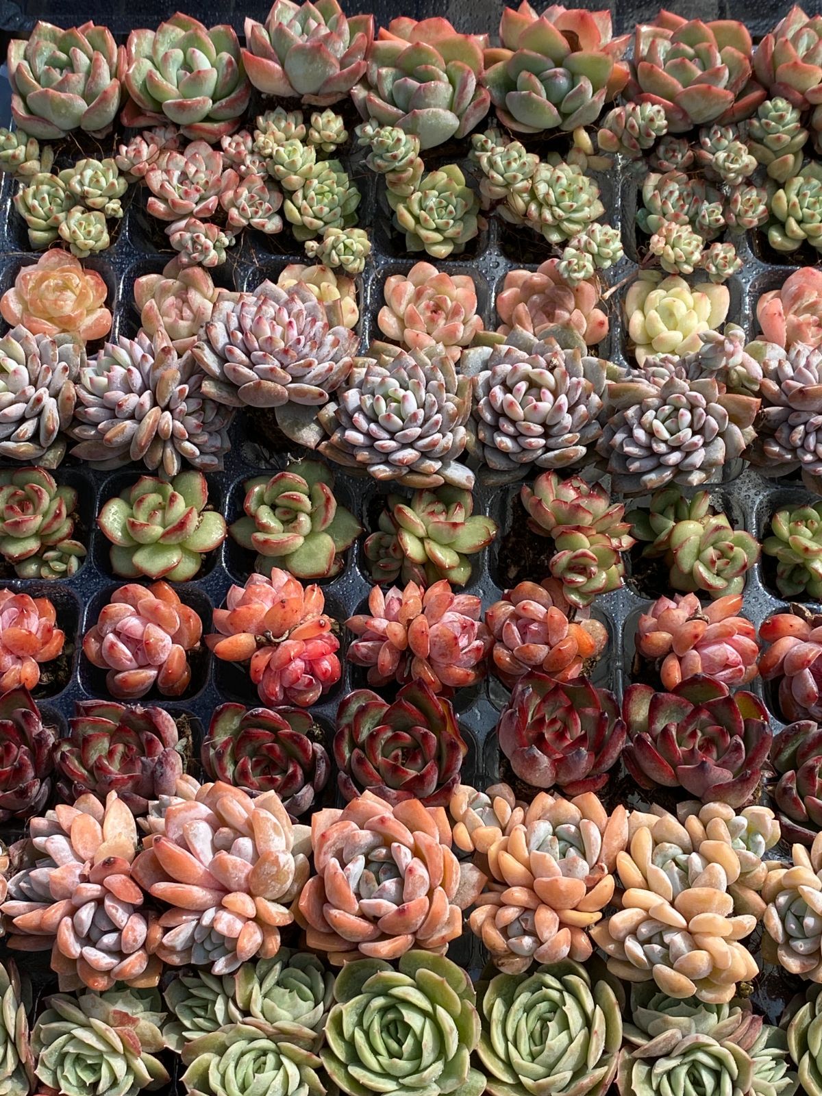 多肉植物 エケベリア105苗セット 多肉植物 エケベリア 105苗セット