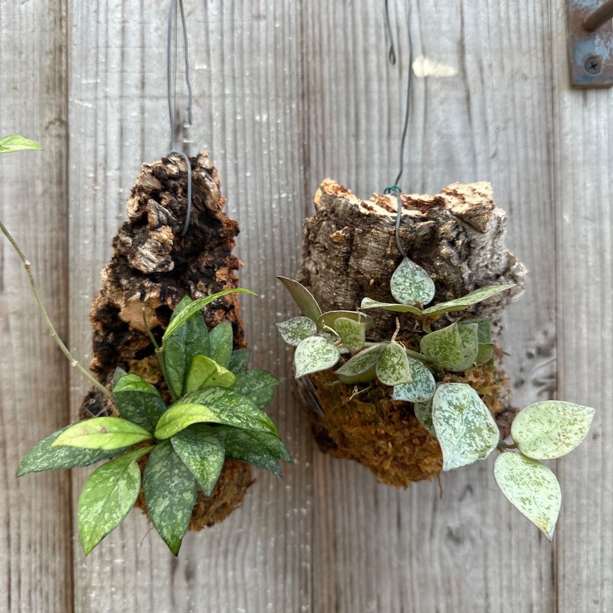 ホヤ アルゲンティア プリンセス【現品・タグ付・鉢付・メルカリ便】サクララン ホヤ アルゲンティアプリンセス【現品・タグ付・鉢付・メルカリ便