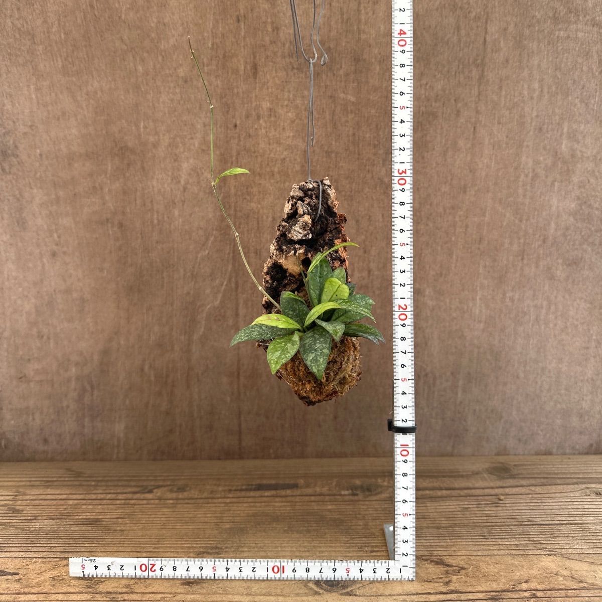 レア　珍種　ホヤ　Hoya Icensis splash サクララン レア 珍種 ホヤ Hoya Icensis splash サクララン