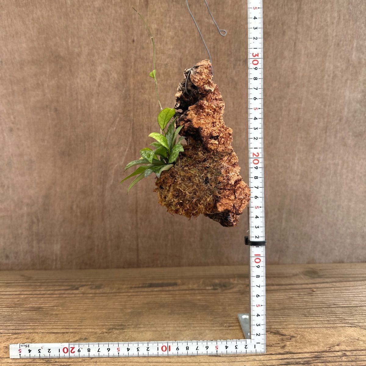 レア　珍種　ホヤ　Hoya Icensis splash サクララン レア 珍種 ホヤ Hoya Icensis splash サクララン