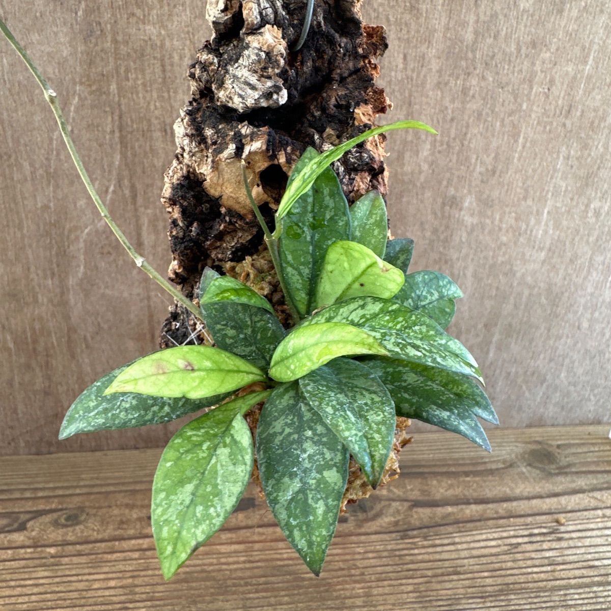 ホヤ クラッシペティオラータ スプラッシュ・ホヤ クローニアナ