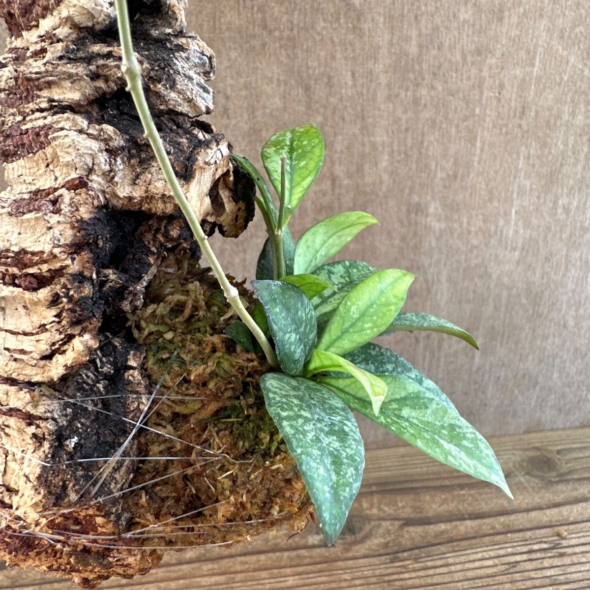 ホヤ クラッシペティオラータ スプラッシュ・ホヤ クローニアナ