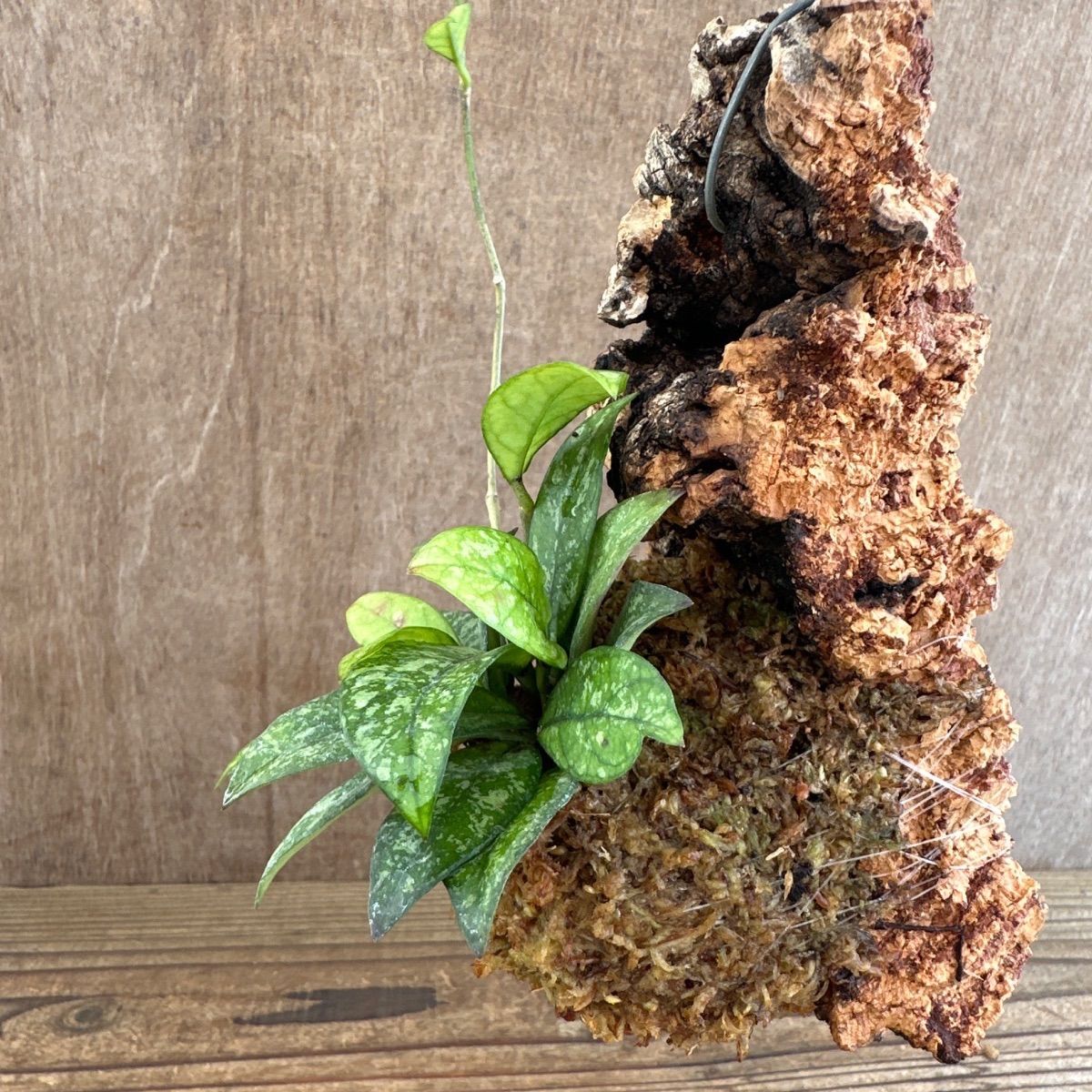 ホヤ クラッシペティオラータ スプラッシュ・ホヤ クローニアナ