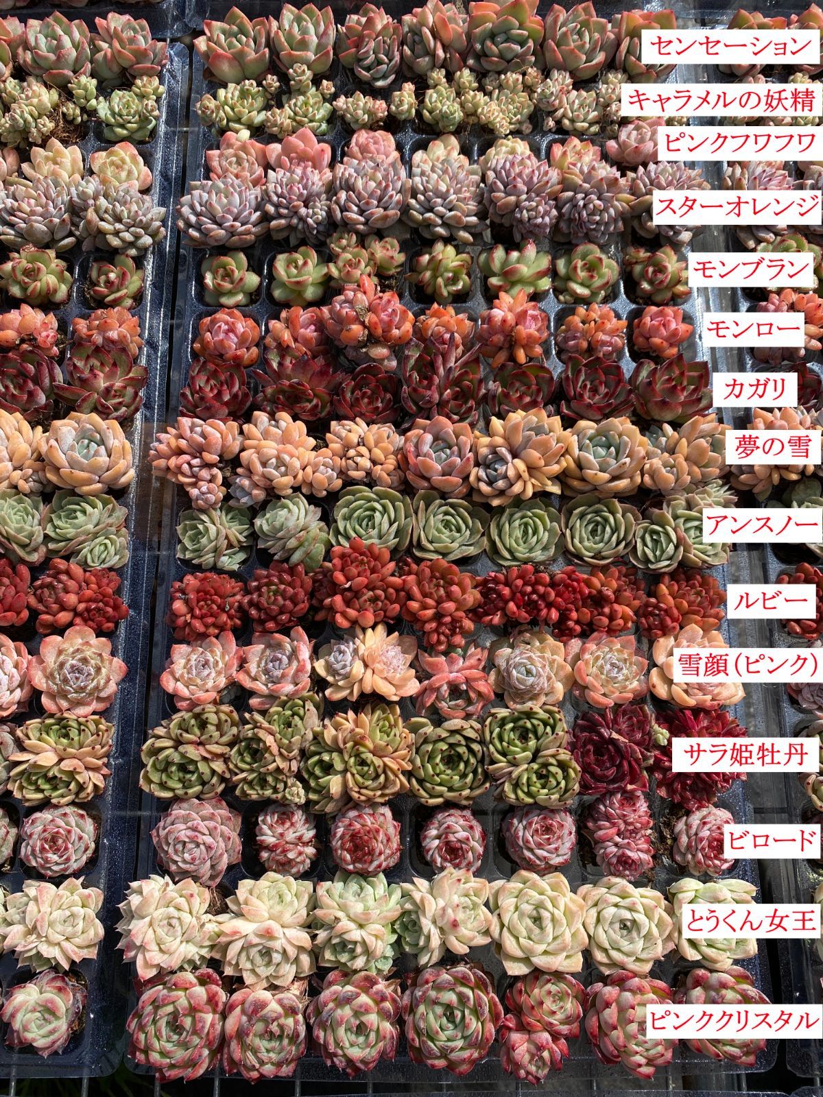 15種類の土と根付き105苗セット 多肉植物の大満足パック 佐川急便で発送 エケベリア 韓国苗 NT 27