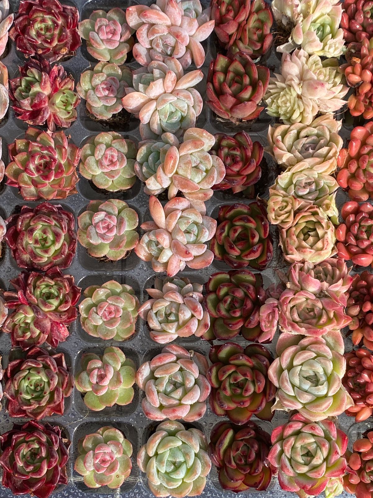 15種類の土と根付き105苗セット】多肉植物の大満足パック！佐川急便で