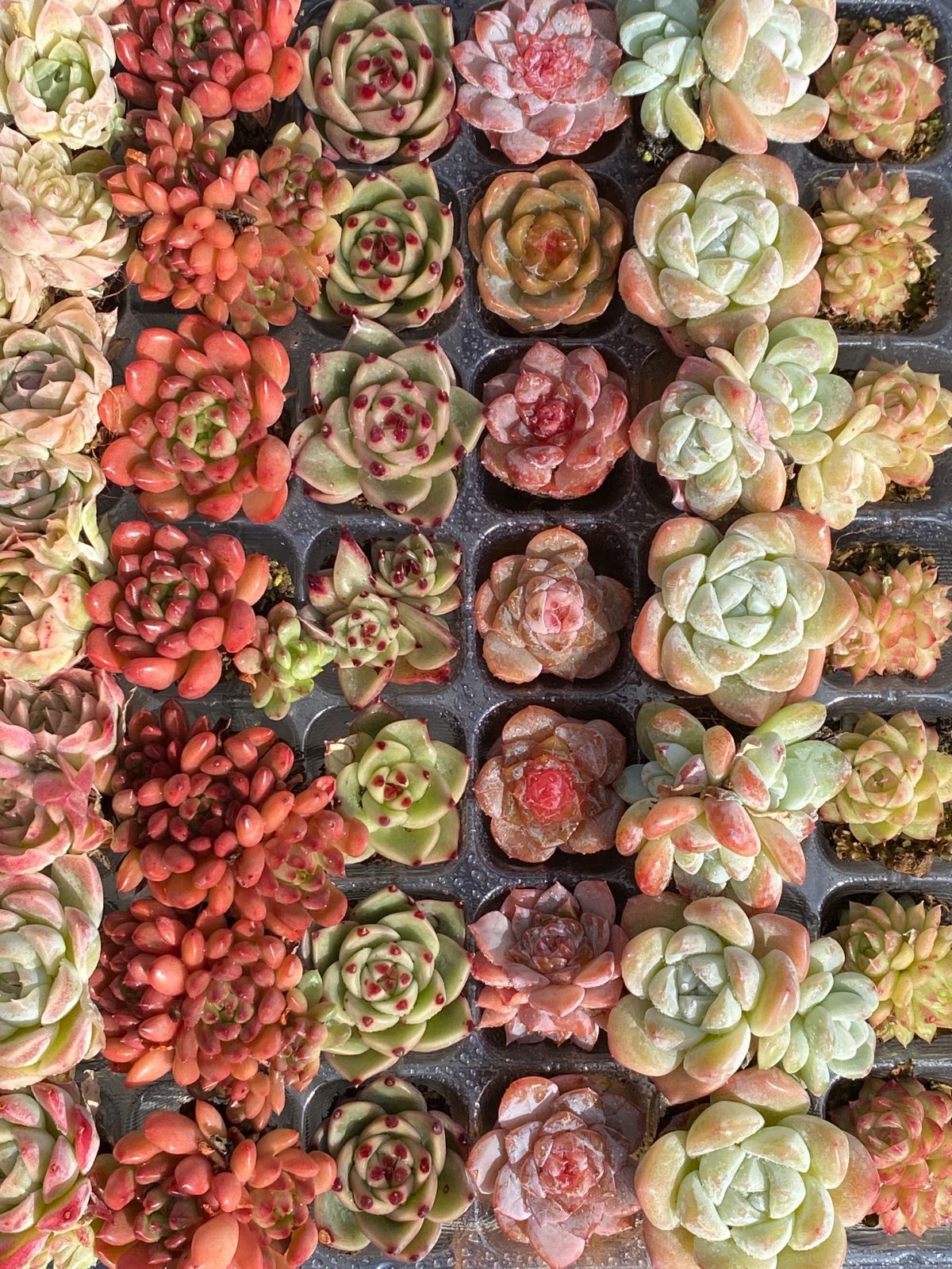 15種類の土と根付き105苗セット】多肉植物の大満足パック！佐川急便で