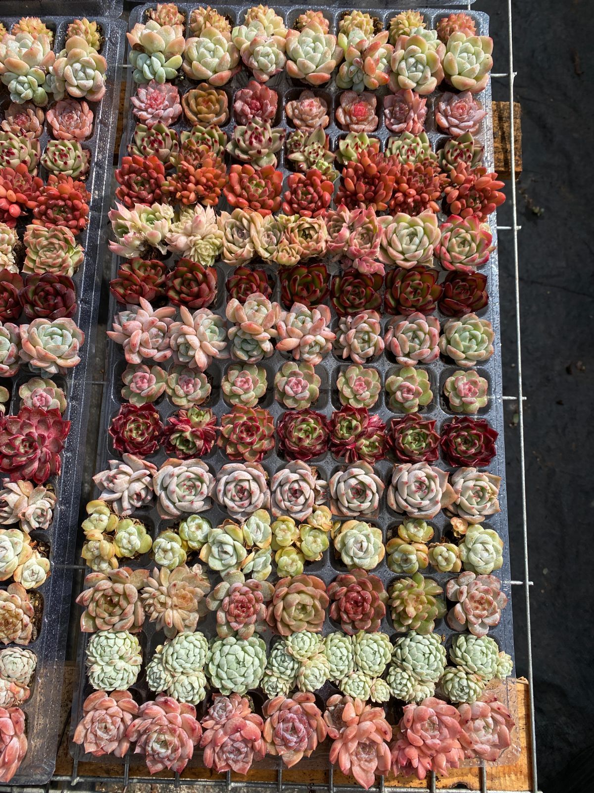 15種類の土と根付き105苗セット】多肉植物の大満足パック！佐川急便で