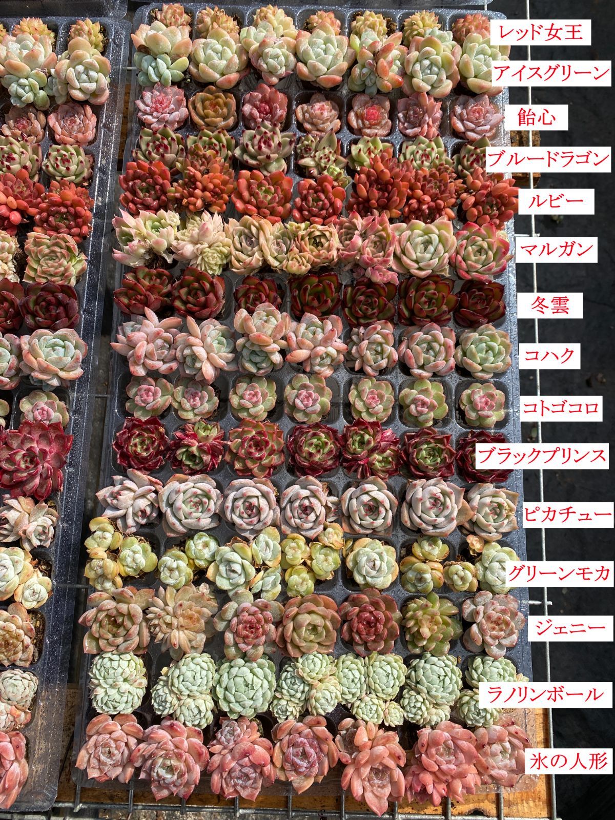 15種類の土と根付き105苗セット 多肉植物の大満足パック 佐川急便で発送 エケベリア 韓国苗 NT 28