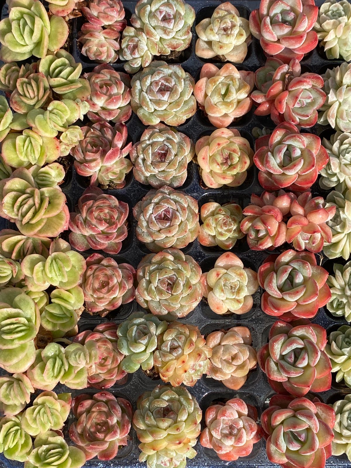 こ*ん様 15種類セット K1061×105苗 土付き 詰め合わせ 多肉植物 エ こ*ん様 15種類セット K1061×105苗 土付き 詰め合わせ 多肉植物