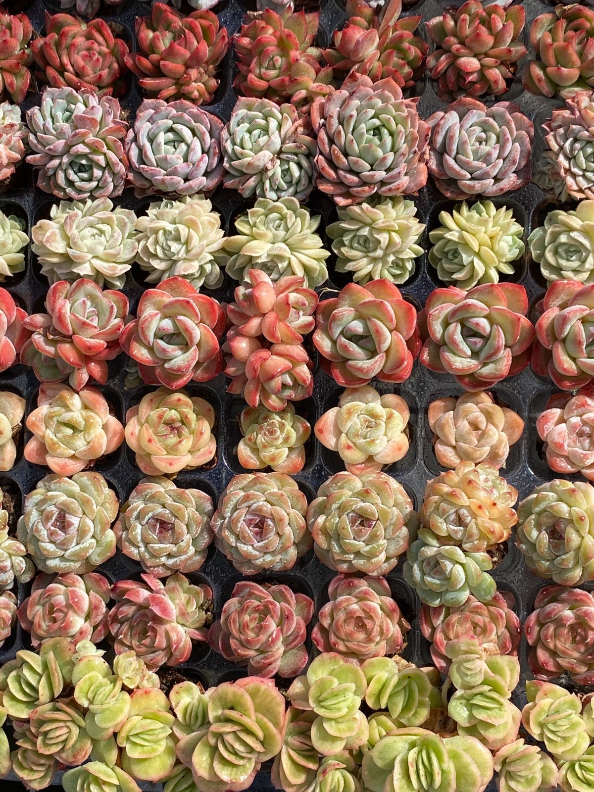 K*Z様 15種類セットK1062×105苗 土付き 詰め合わせ 多肉植物 エケ K*Z様 15種類セットK1062×105苗 土付き 詰め合わせ 多肉植物