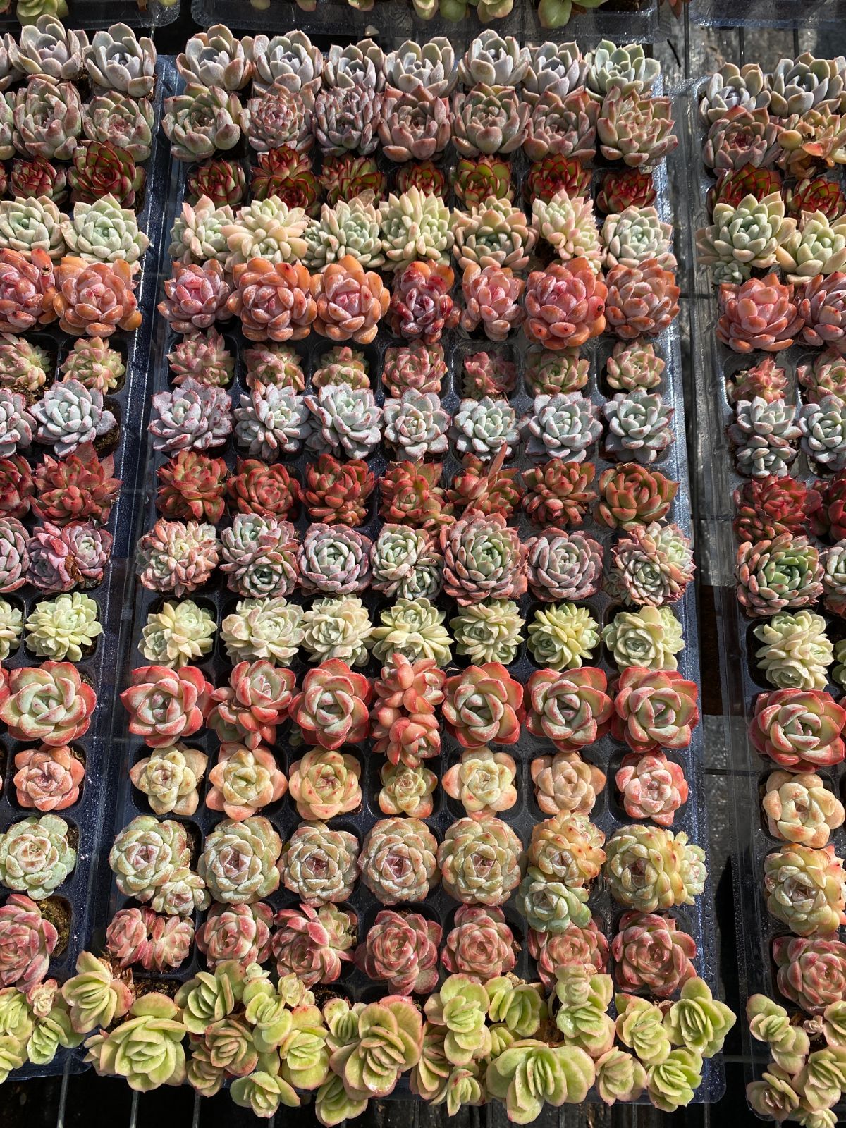 15種類の土と根付き105苗セット 多肉植物の大満足パック 佐川急便で発送 エケベリア 韓国苗 NT 29