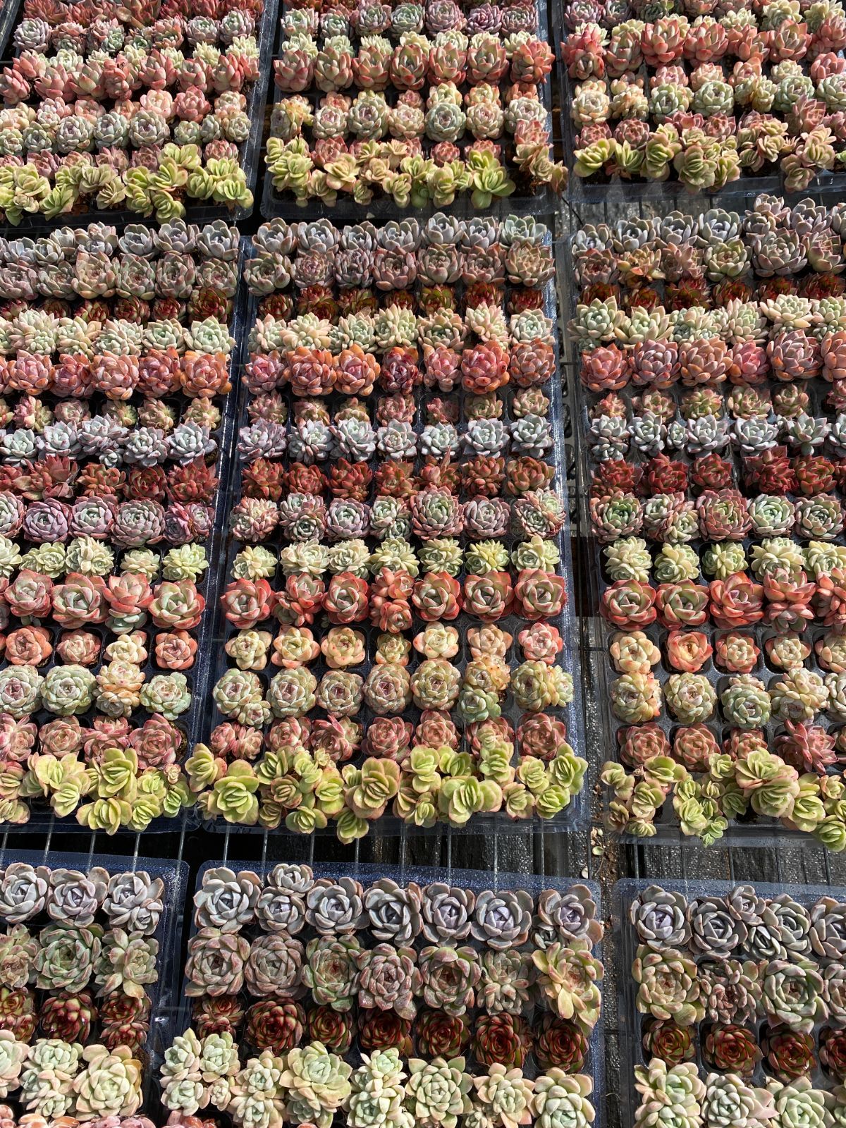 15種類の土と根付き105苗セット 多肉植物の大満足パック 佐川急便で発送 エケベリア 韓国苗 NT 29