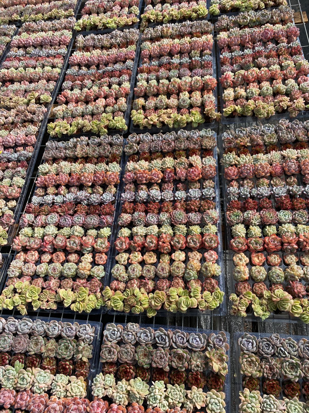 K*Z様 15種類セットK1062×105苗 土付き 詰め合わせ 多肉植物 エケ K*Z様 15種類セットK1062×105苗 土付き 詰め合わせ 多肉植物