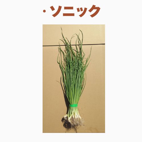 玉ねぎ苗 ソニック 品 のご案内