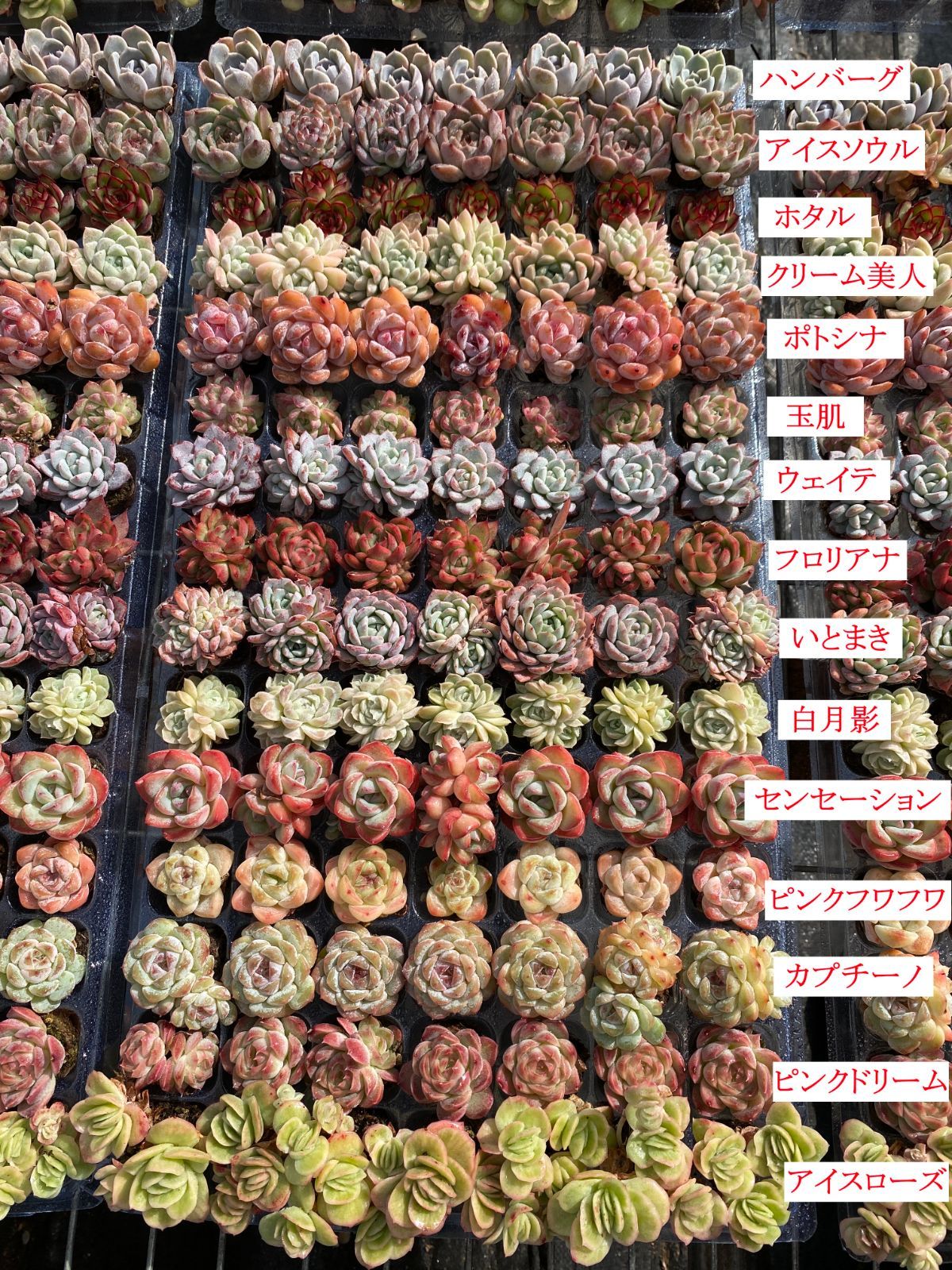 15種類の土と根付き105苗セット 多肉植物の大満足パック 佐川急便で発送 エケベリア 韓国苗 NT 29