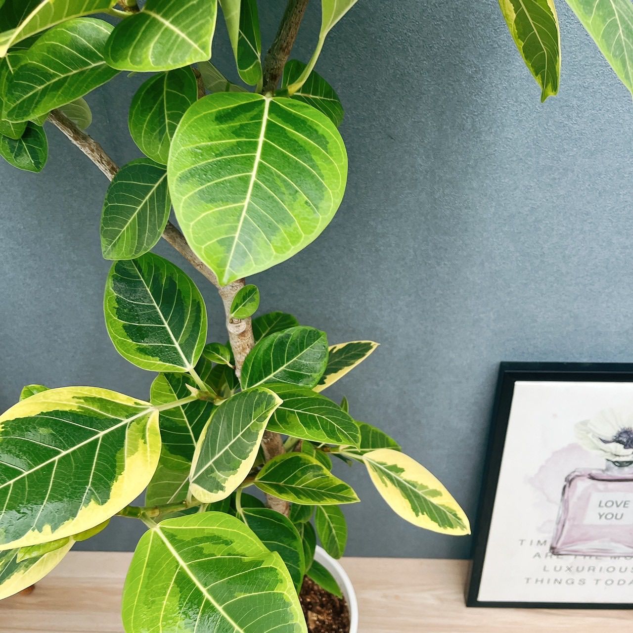 現品］H フィカス アルテシマ 曲がり 8号 観葉植物 室内 大型 ゴムの木