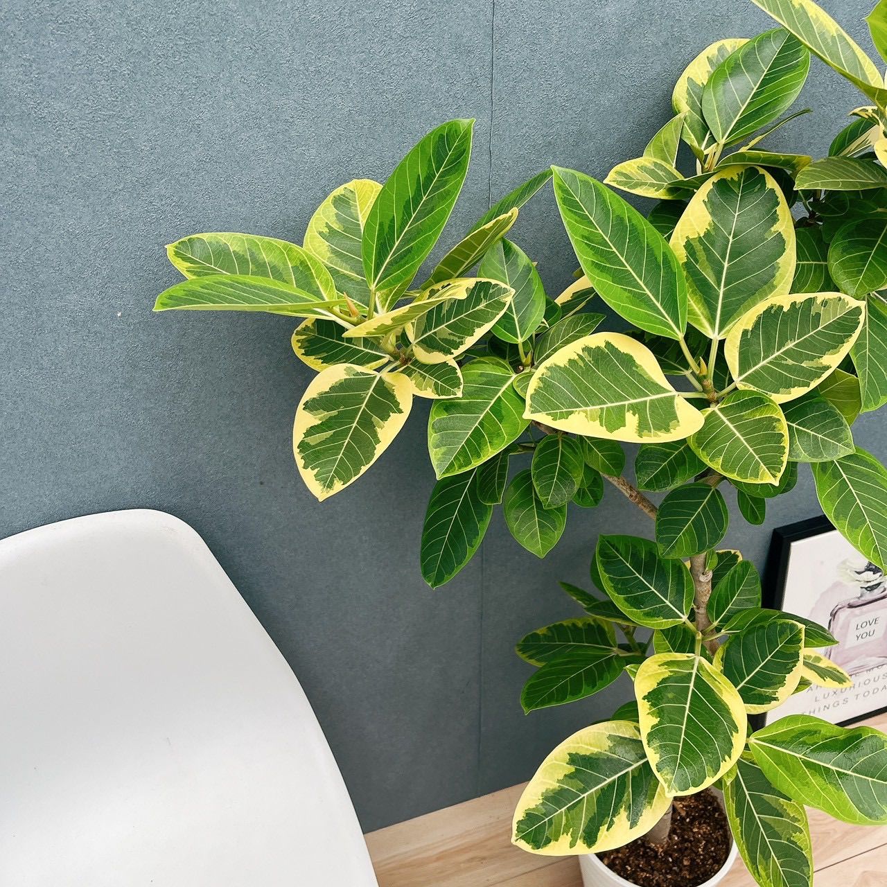 現品］H フィカス アルテシマ 曲がり 8号 観葉植物 室内 大型 ゴムの木