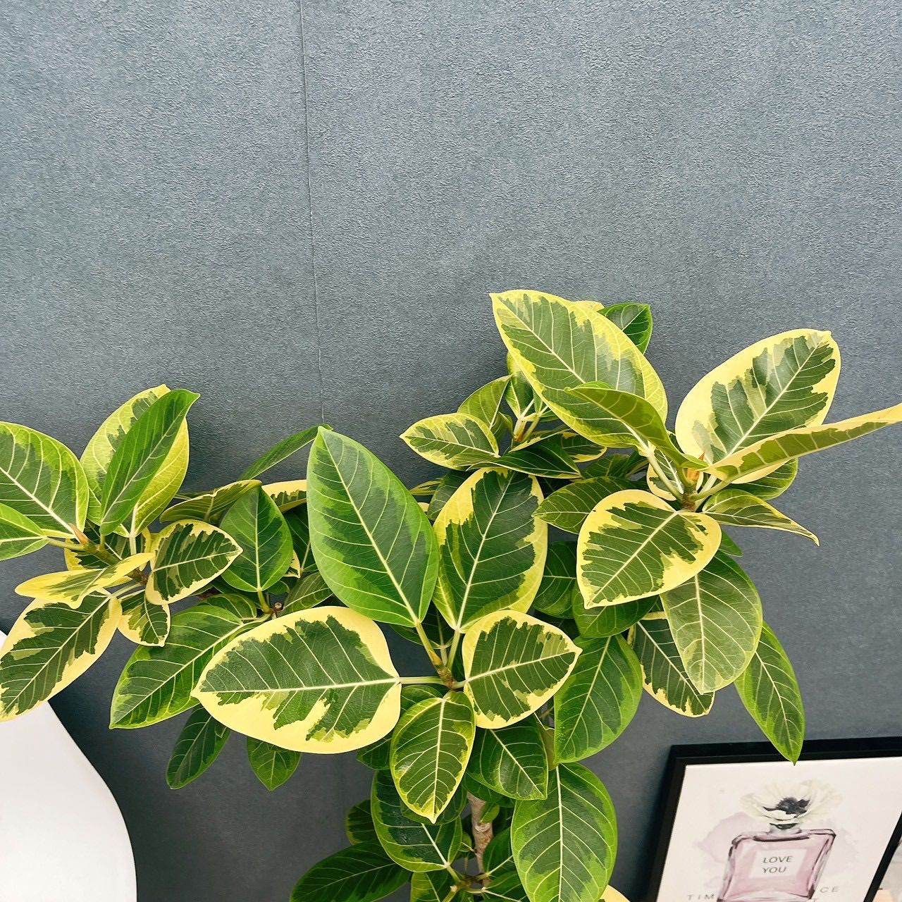 現品］H フィカス アルテシマ 曲がり 8号 観葉植物 室内 大型 ゴムの木