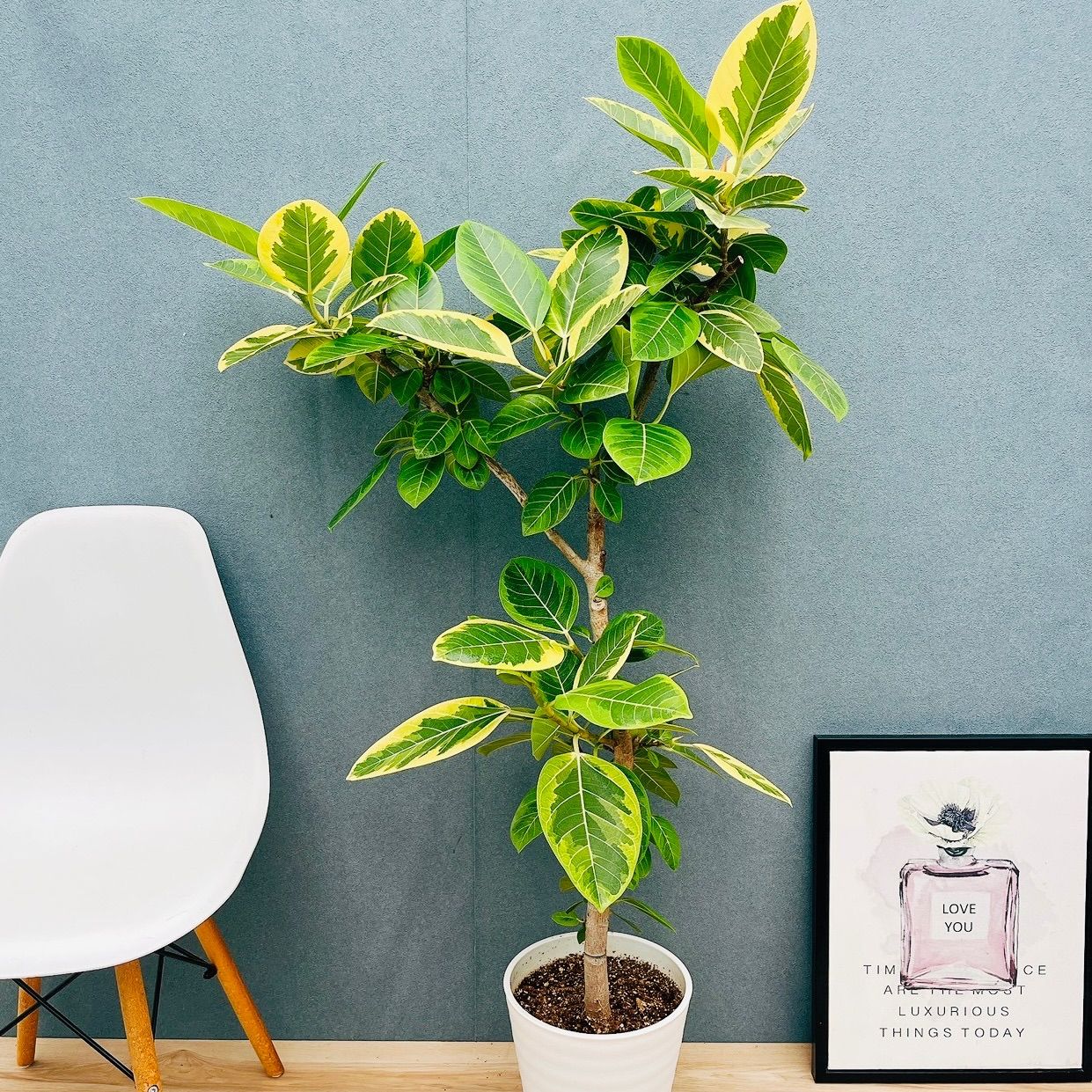 現品］H フィカス アルテシマ 曲がり 8号 観葉植物 室内 大型 ゴムの木