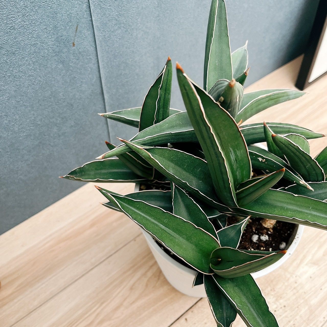 現品］サンセベリア サムライドワーフ 観葉植物 室内 おしゃれ ミニ