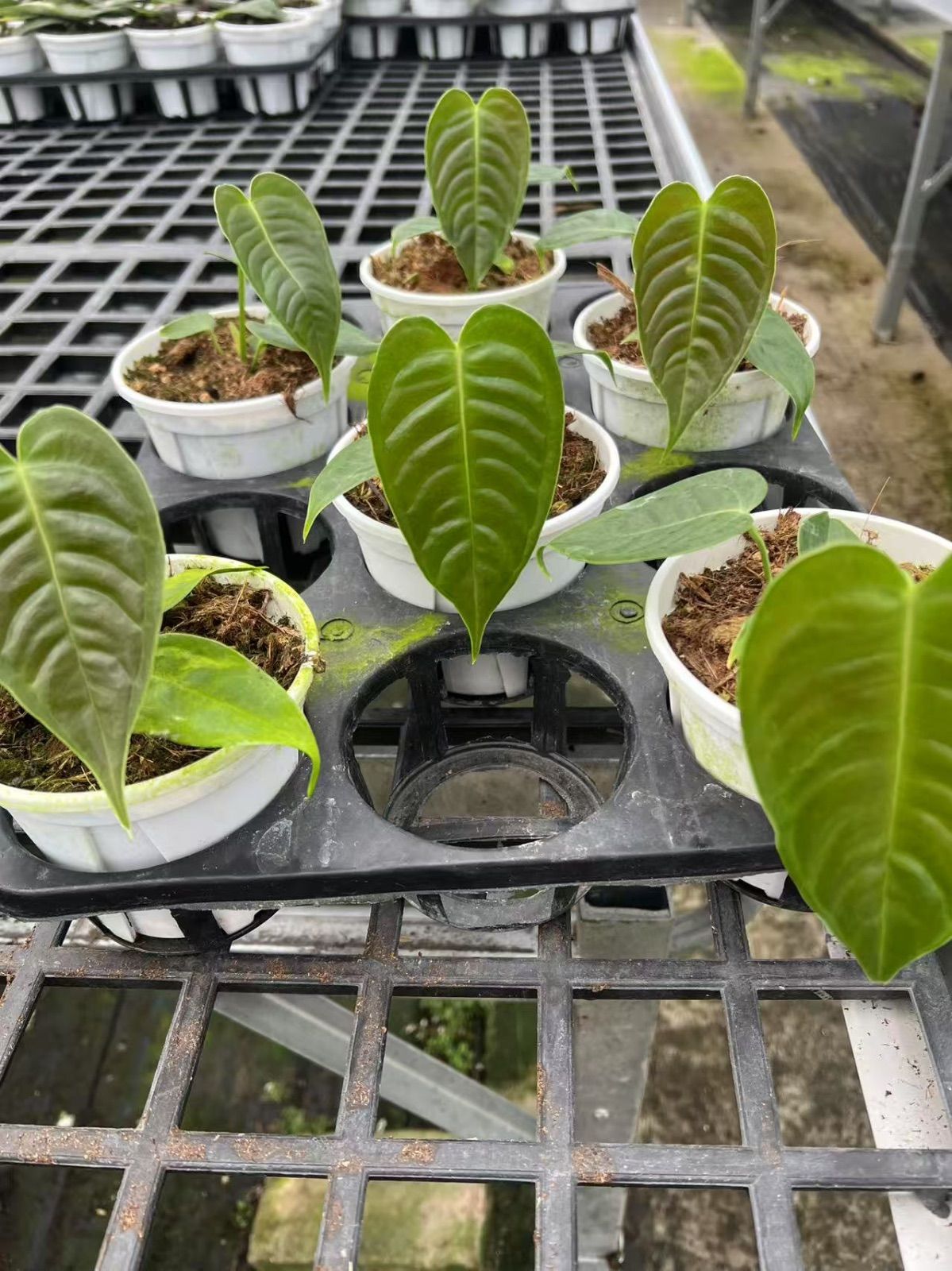 【セール】アンスリウム　ベイチー　No.046　5号鉢、送料込　メルカリ便 希少！ 観葉植物 アンスリウム ベイチー 5号吊り鉢 個体A 個体指定